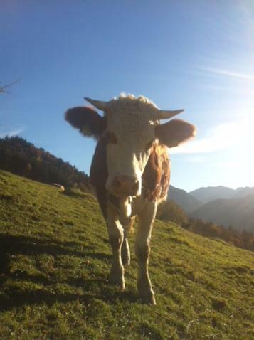 Wohnung Edelweiss - Wohnen Auf Zeit - Homeoffice - Nah Am See - Buchbar Ab 28 Naechte Schliersee Bagian luar foto